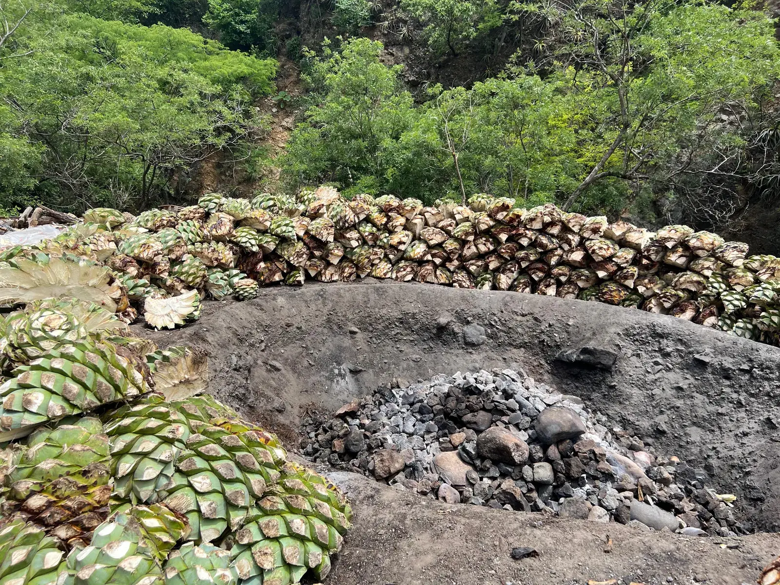 Hundreds of agave piñas stacked in a ring around the empty stone pit of the earth oven
