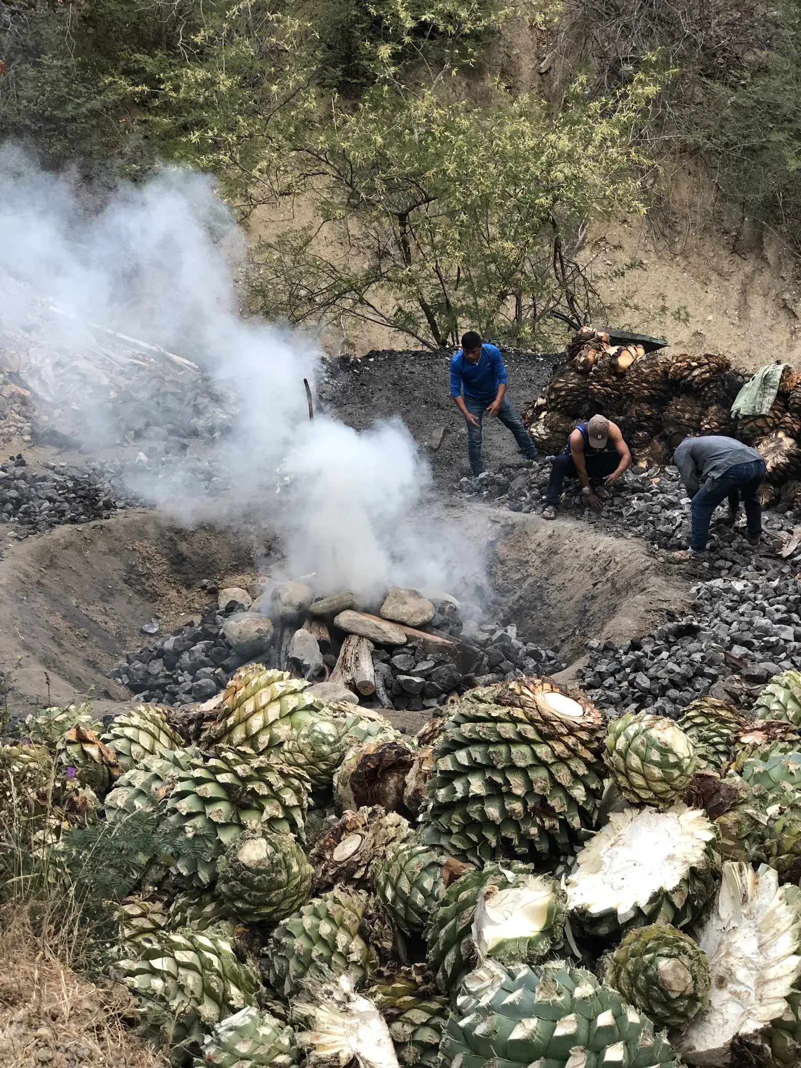 Smoke rising from the sealed earth oven, piñas in the foreground