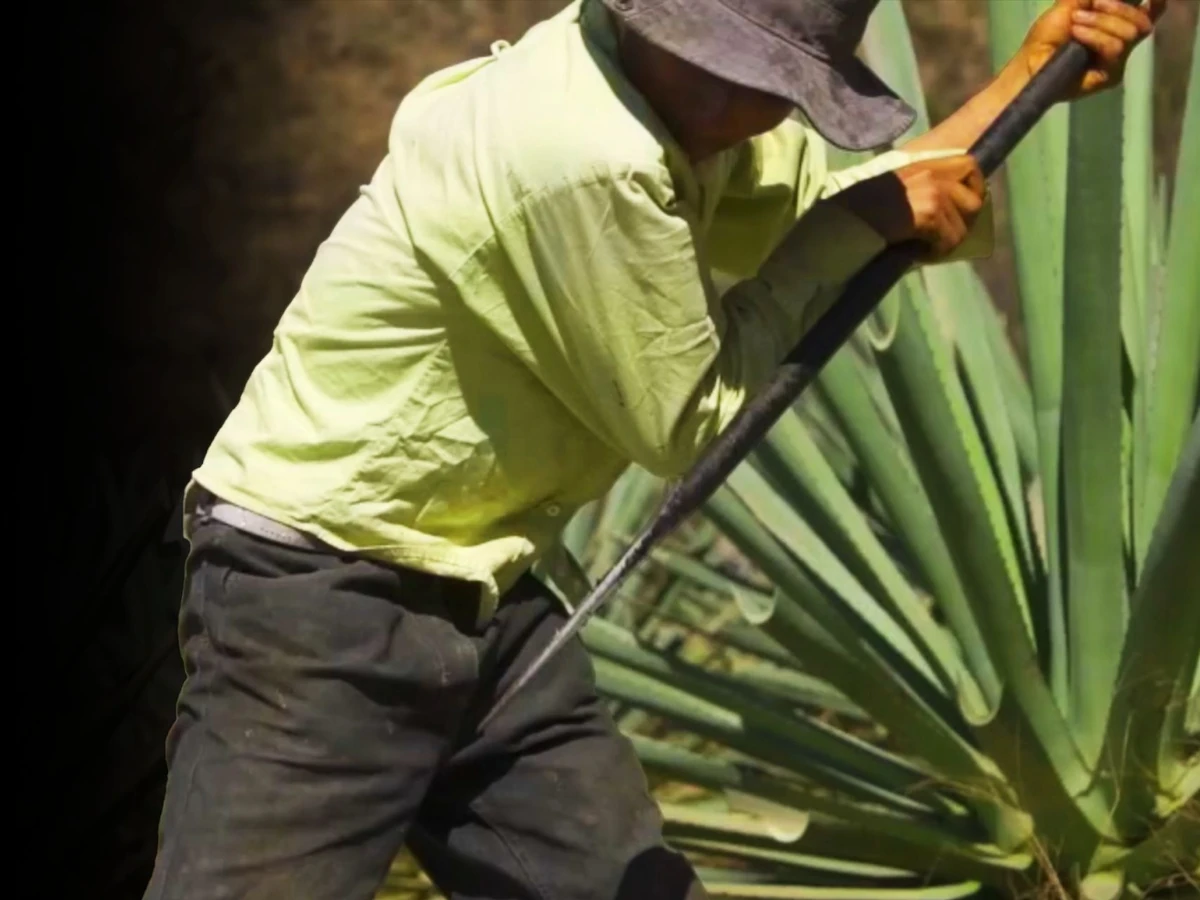 A jimador harvesting mature agave in an Oaxacan field
