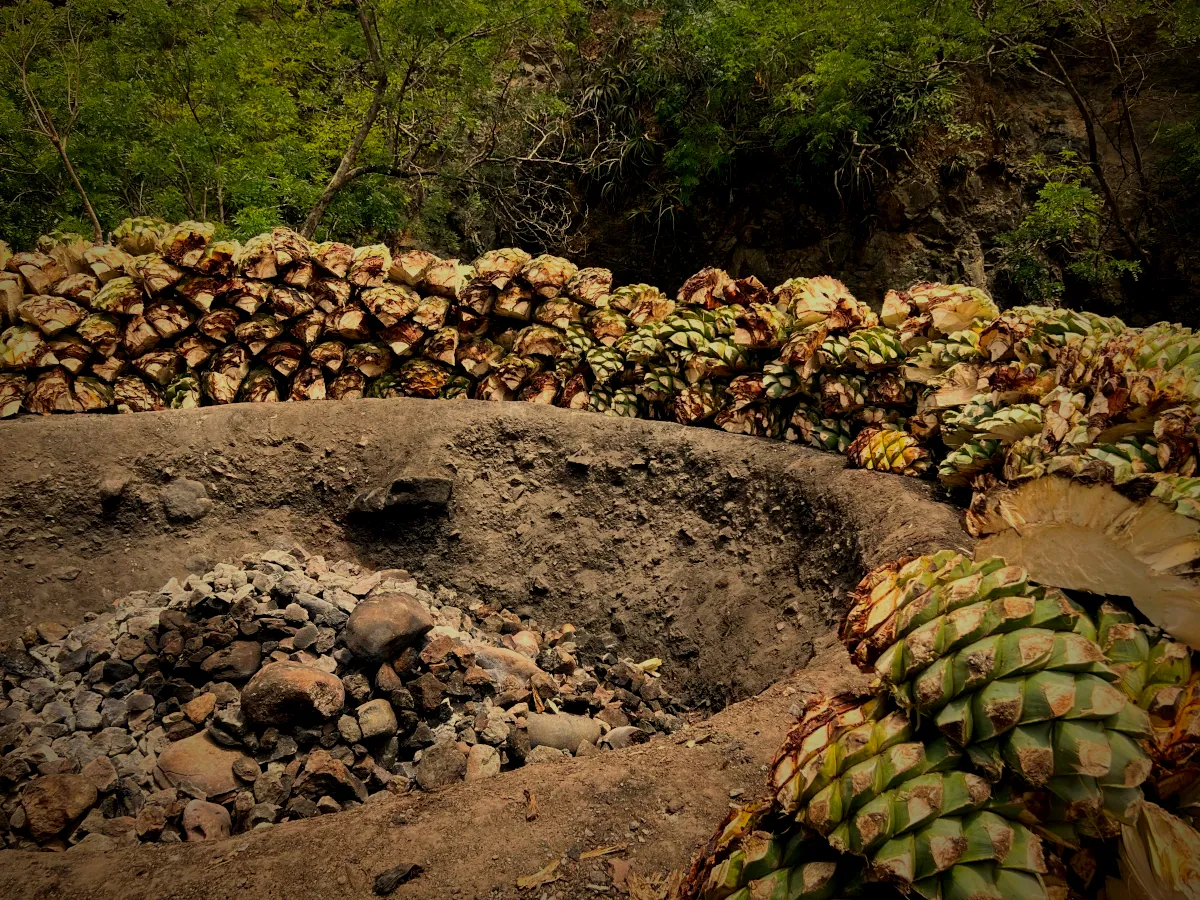 Agave piñas roasting in a conical earthen oven over pine wood and hot stones