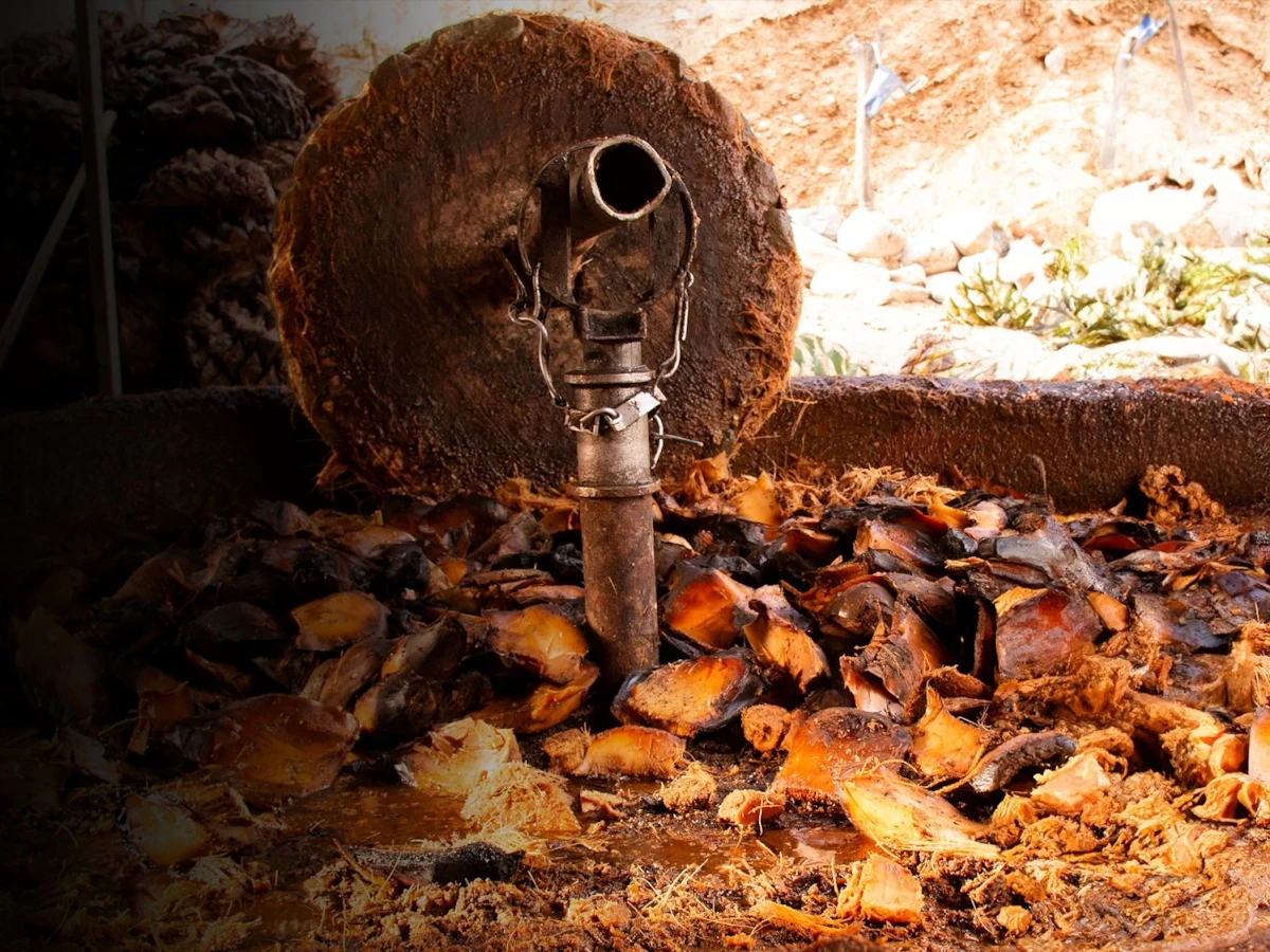 A stone wheel turning in a circular cement mill, crushing roasted agave