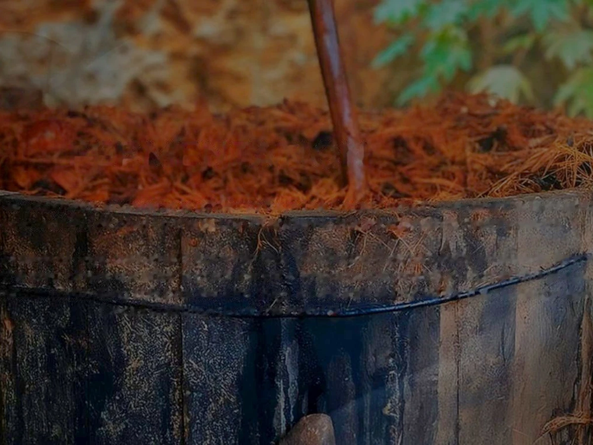 Fermenting agave must in open pine wood vats